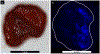 Figure 11.
