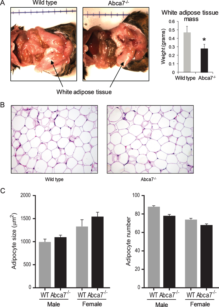 Fig.1