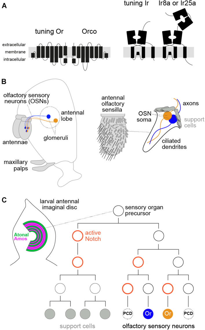 FIGURE 1