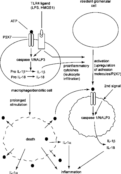 Fig. 2