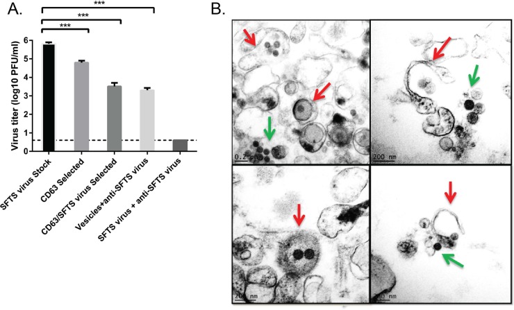 FIG 6