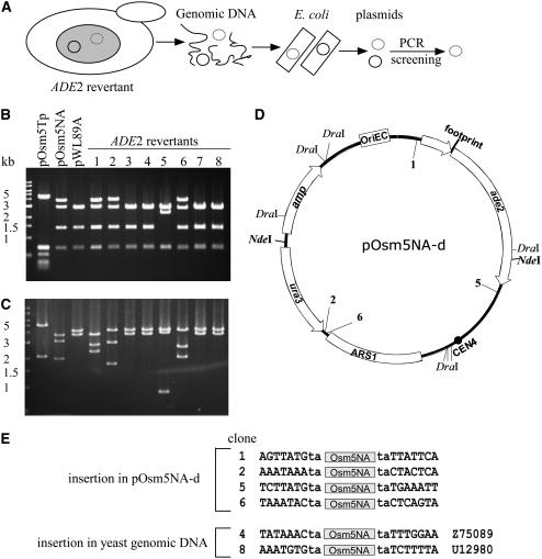 Figure 5.