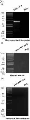 FIG.2.