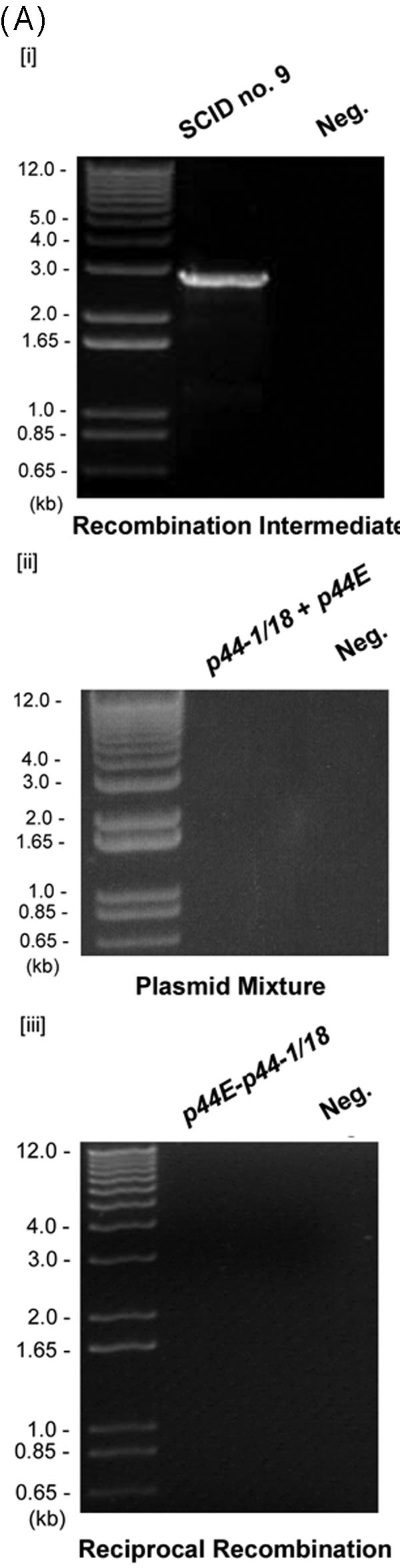 FIG.2.