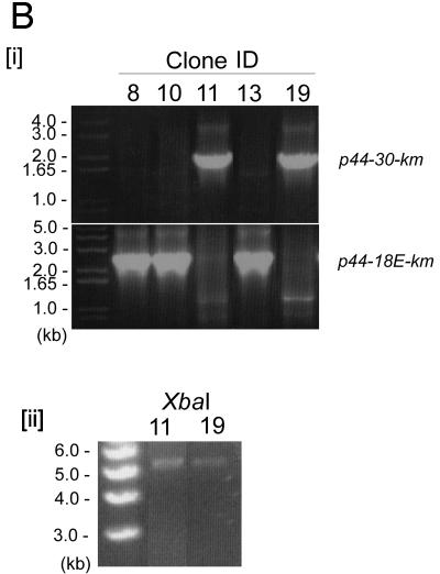 FIG.3.