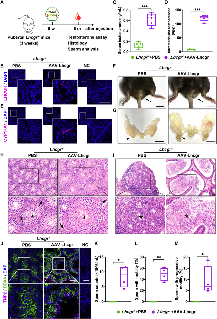 Figure 6