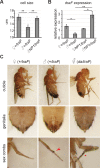 Figure 3—figure supplement 1.