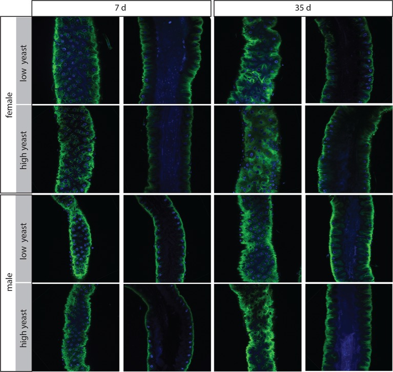 Figure 2—figure supplement 1.