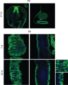 Figure 1—figure supplement 1.