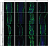 Figure 2—figure supplement 1.