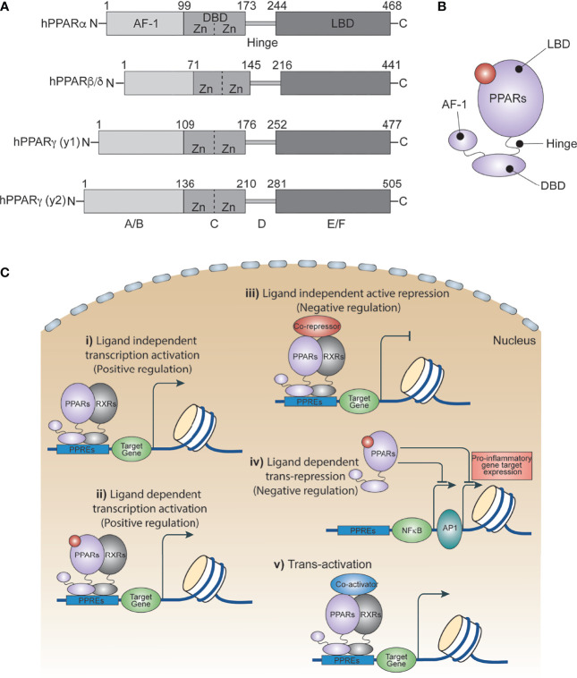 Figure 1