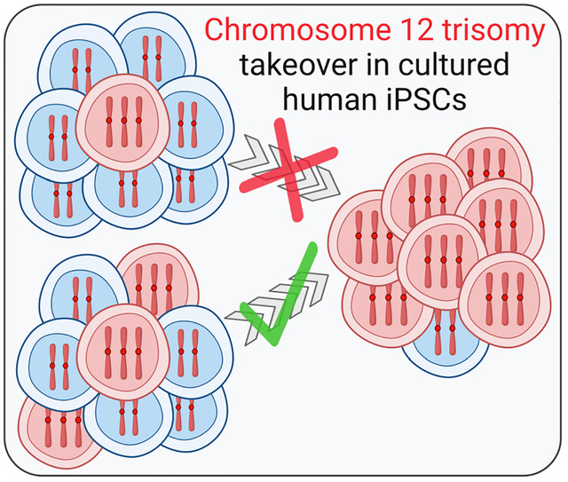 graphic file with name nihpp-2024.12.02.626470v2-f0001.jpg