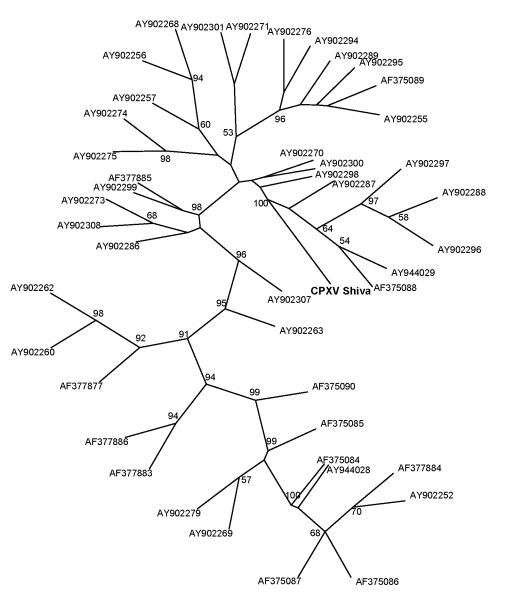 Cowpox Virus Transmission from Pet Rats to Humans, Germany - PMC