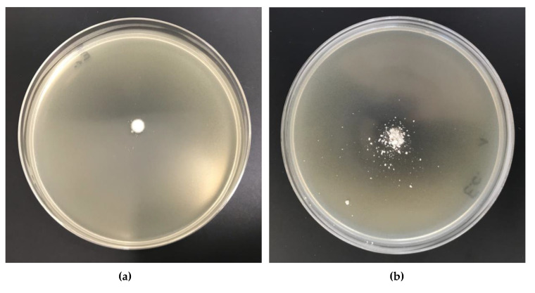 Figure 17