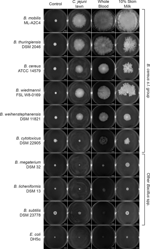 Fig. 4