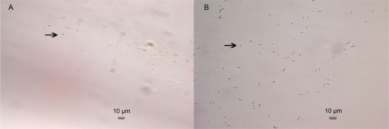 Fig. 8.