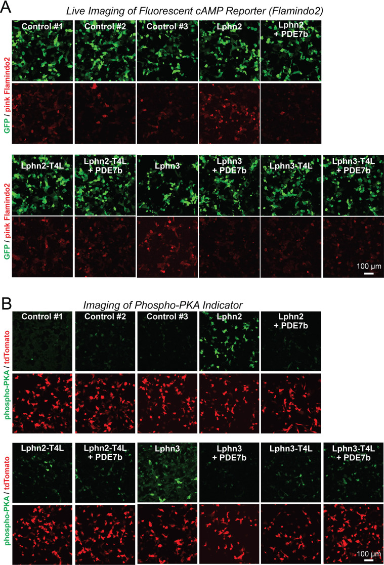 Figure 2—figure supplement 1.