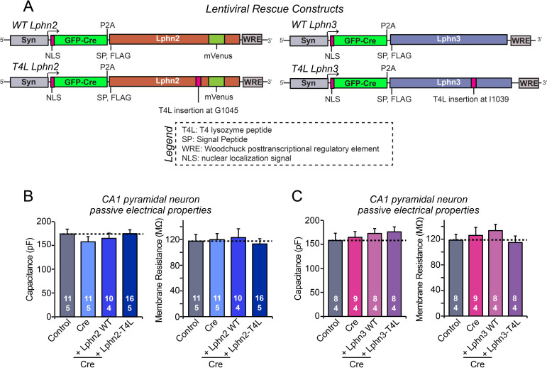 Figure 4—figure supplement 1.