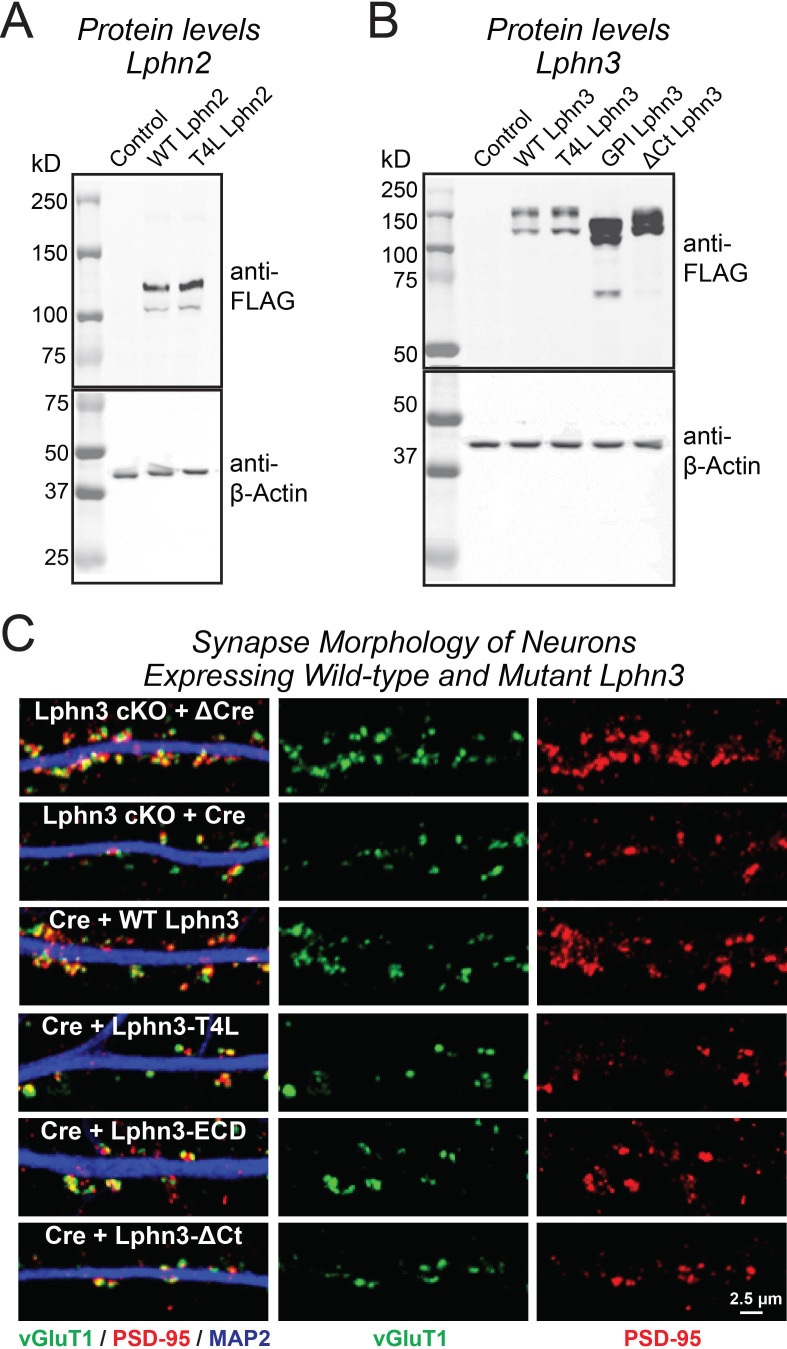 Figure 3—figure supplement 1.