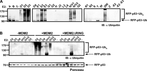 FIGURE 4.