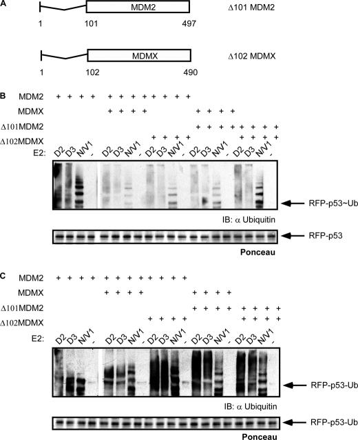 FIGURE 7.