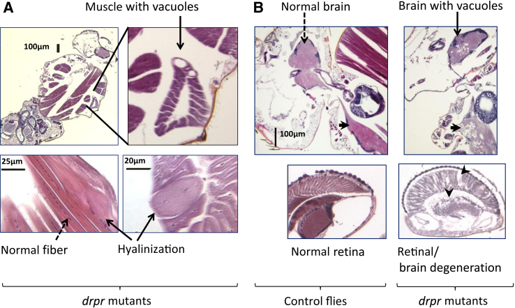 Figure 5