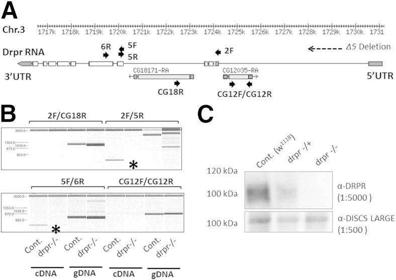 Figure 2