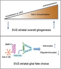 graphic file with name GLIA-68-435-g007.jpg