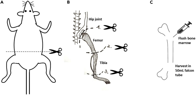 Figure 1