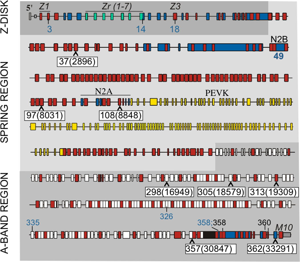 Genetic Variation in Titin in ARVC-Overlap Syndromes - PMC