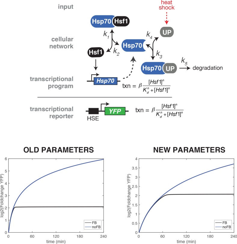 Figure 1—figure supplement 1.