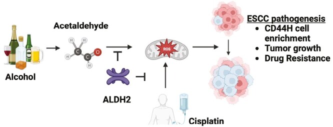 Graphical Abstract