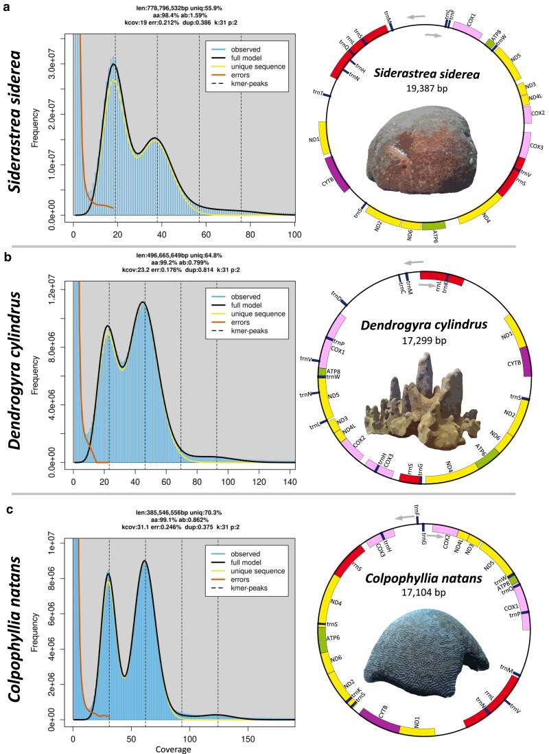 Frequency plot of k-mers for three coral species on the left and circular plot of mitochondrial gene order on the right with images of the coral species in the center of the circular plots.