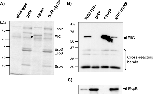 FIG. 1.