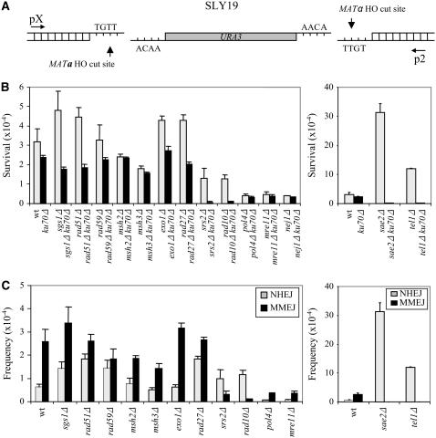 Figure 2.—