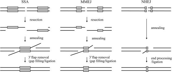 Figure 1.—