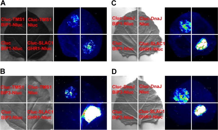 Fig 2