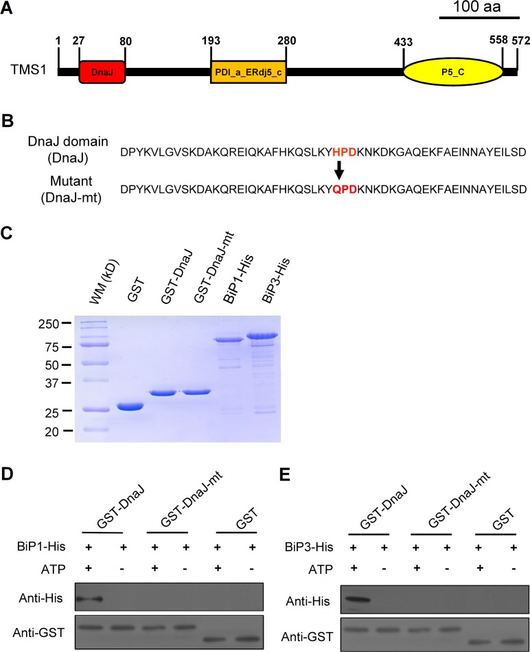 Fig 3