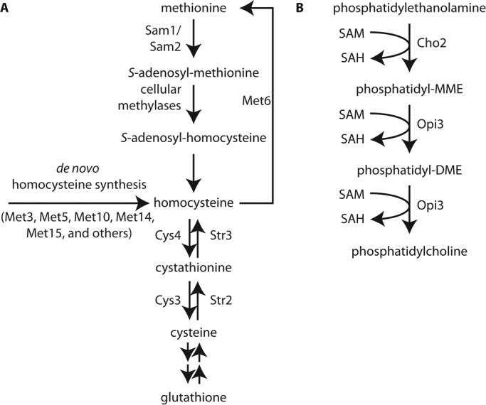 FIGURE 1: