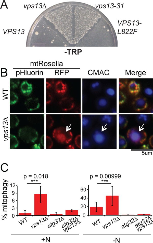 FIGURE 1: