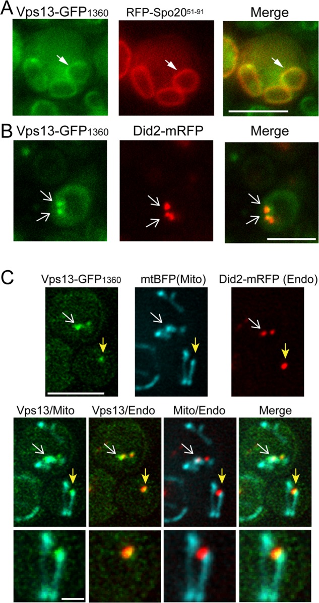 FIGURE 4: