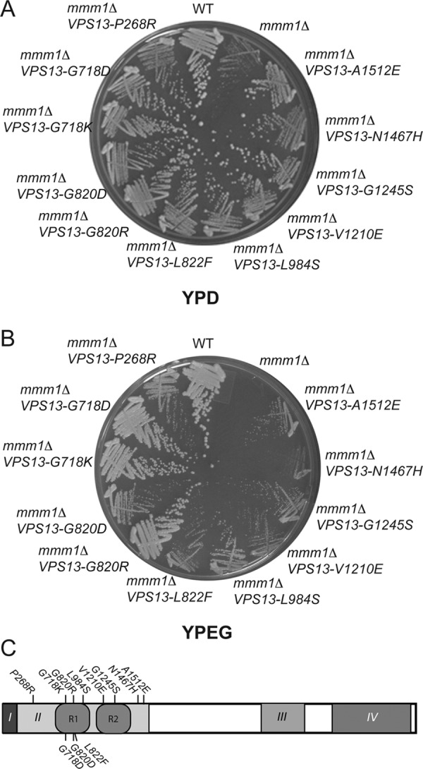 FIGURE 2: