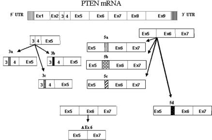 Figure  1. 