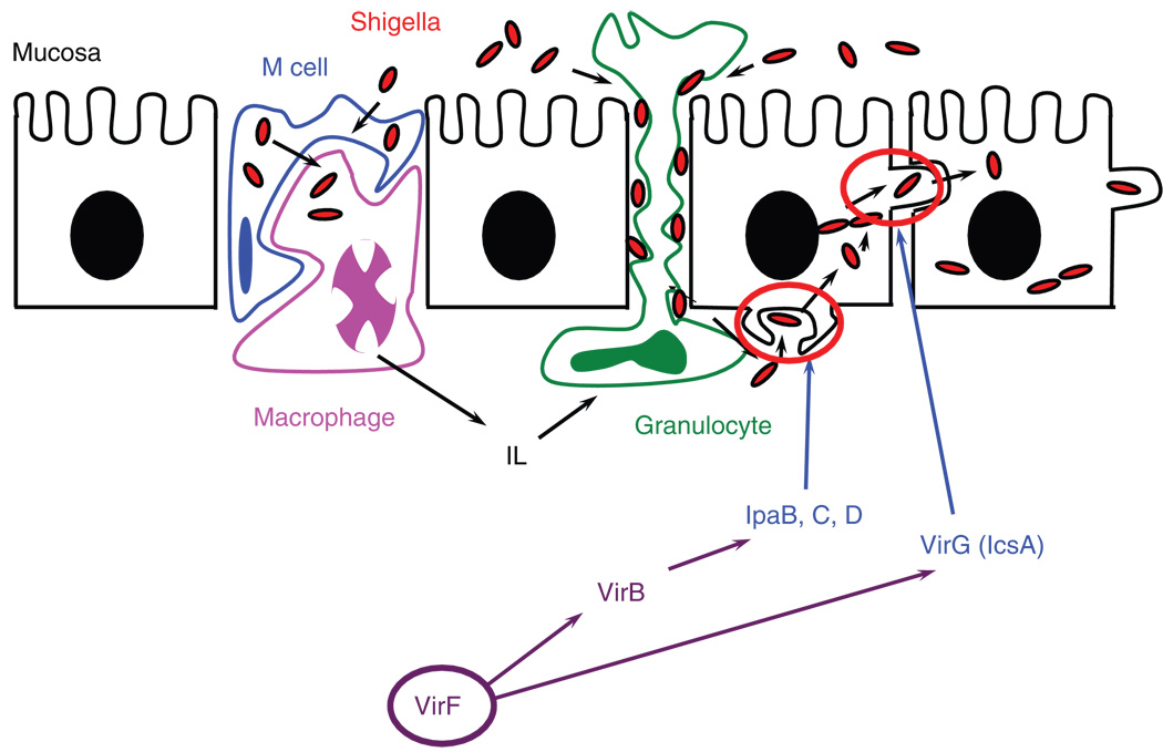 FIG. 1