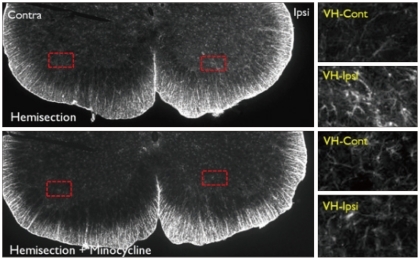 Fig. 9