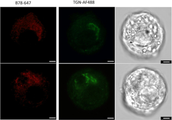 FIGURE 3