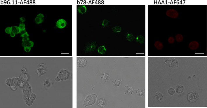 FIGURE 1