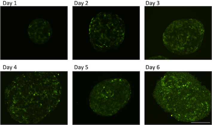 FIGURE 4