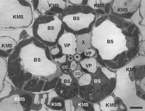 Fig. 1.