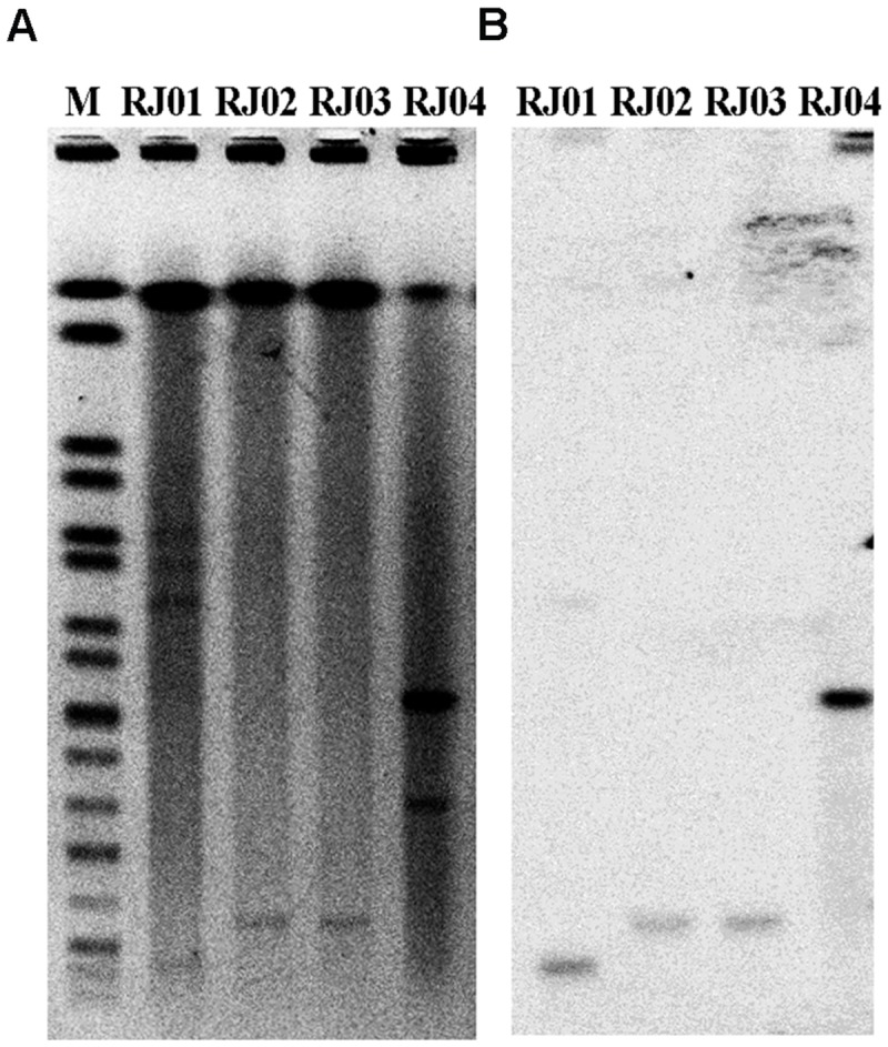 FIGURE 1